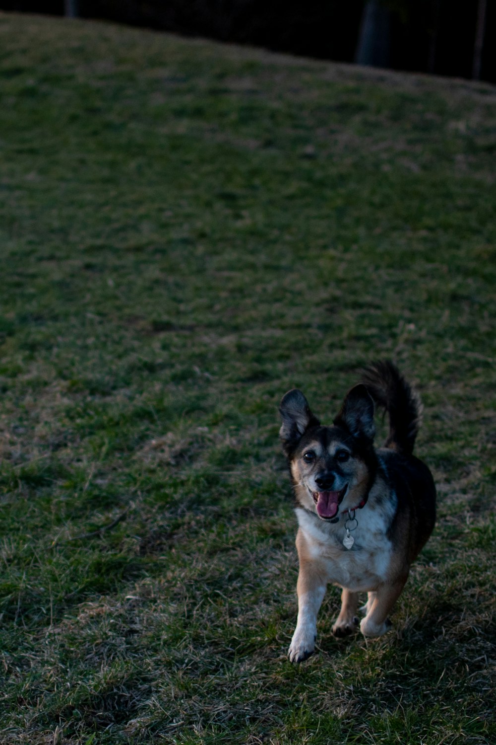 brown and black short coated dog sitting on green grass field during daytime