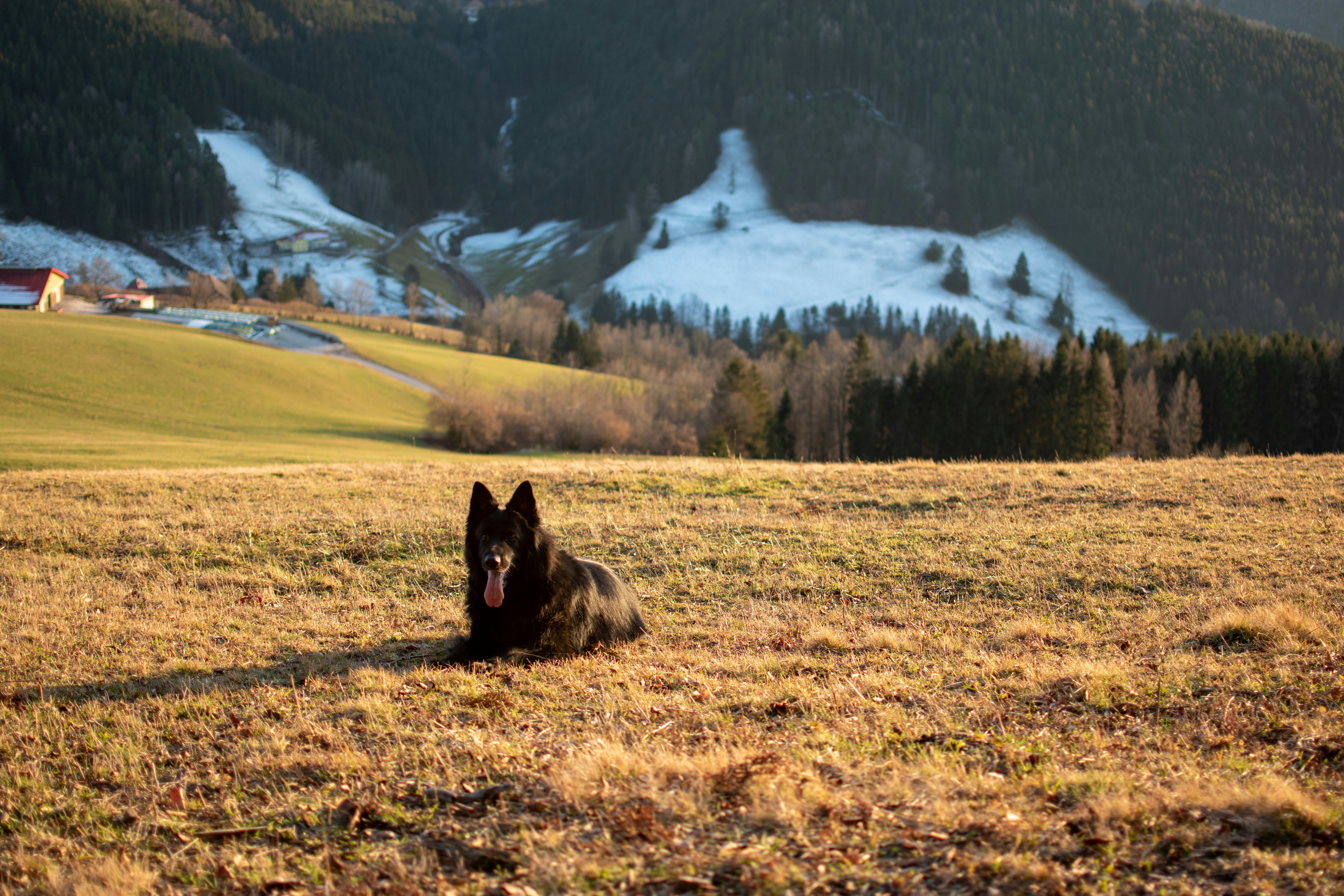 Schwarzer Wolf tagsüber auf braunem Rasen