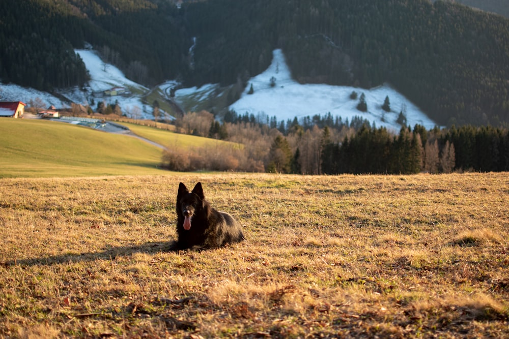 black wolf on brown grass field during daytime