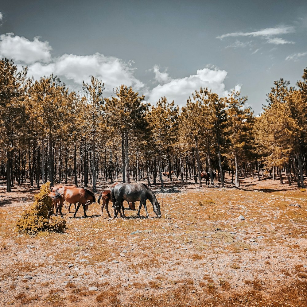 horses on brown field surrounded by trees under blue sky during daytime