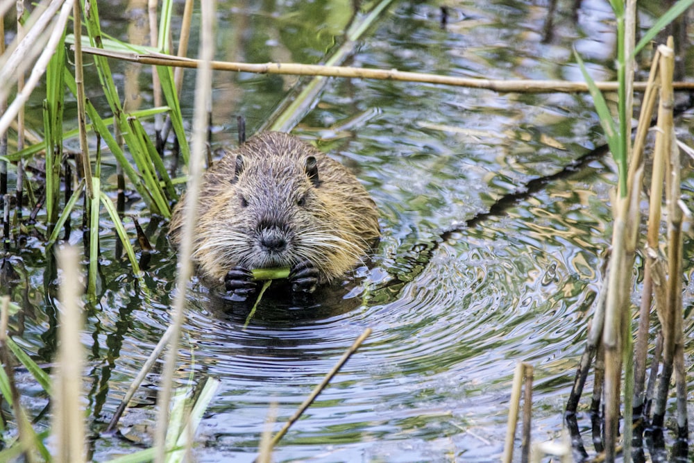 Animale marrone e nero sull'acqua