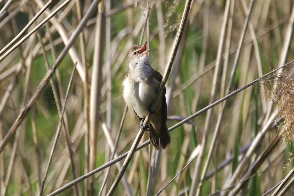 brown and red bird on brown tree branch