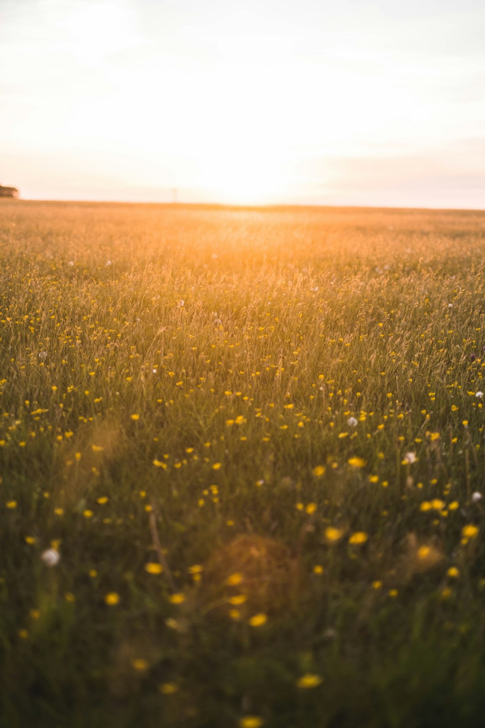 yellow flower field during daytime