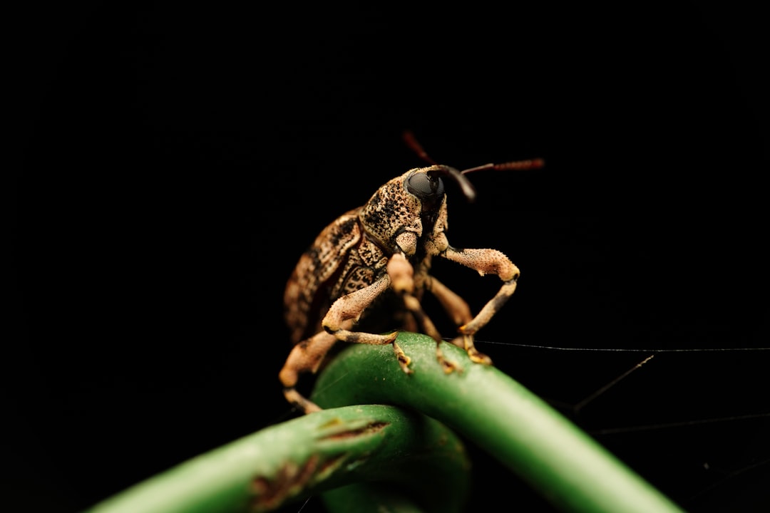 brown and black frog on green leaf