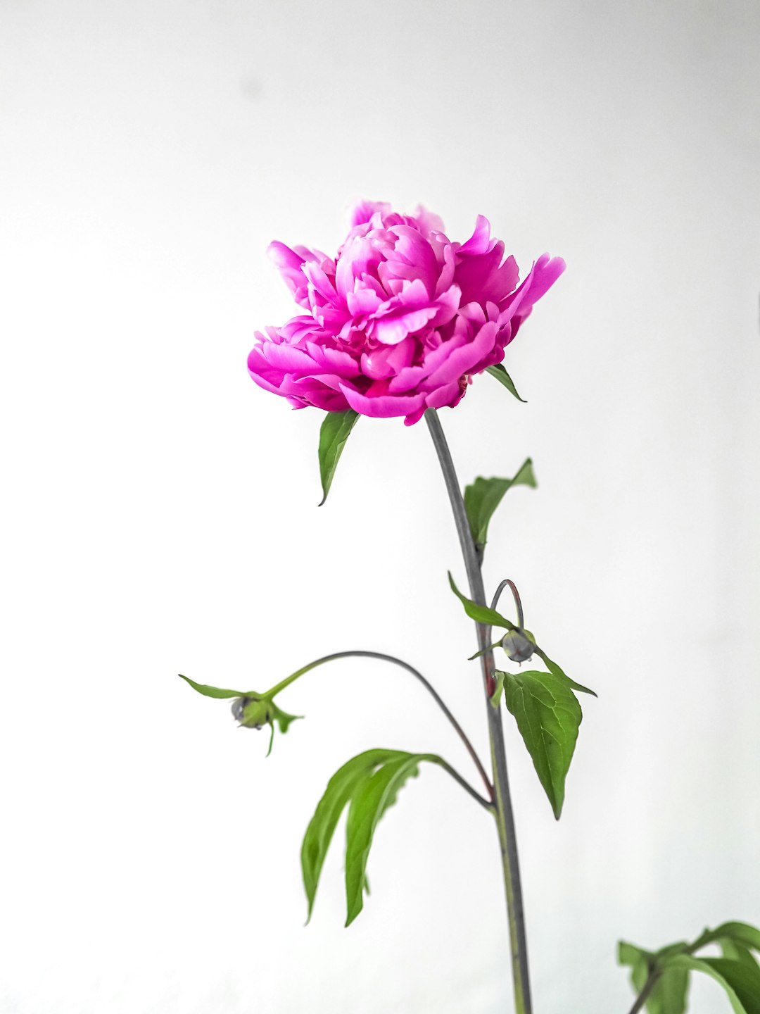 pink flower with green leaves