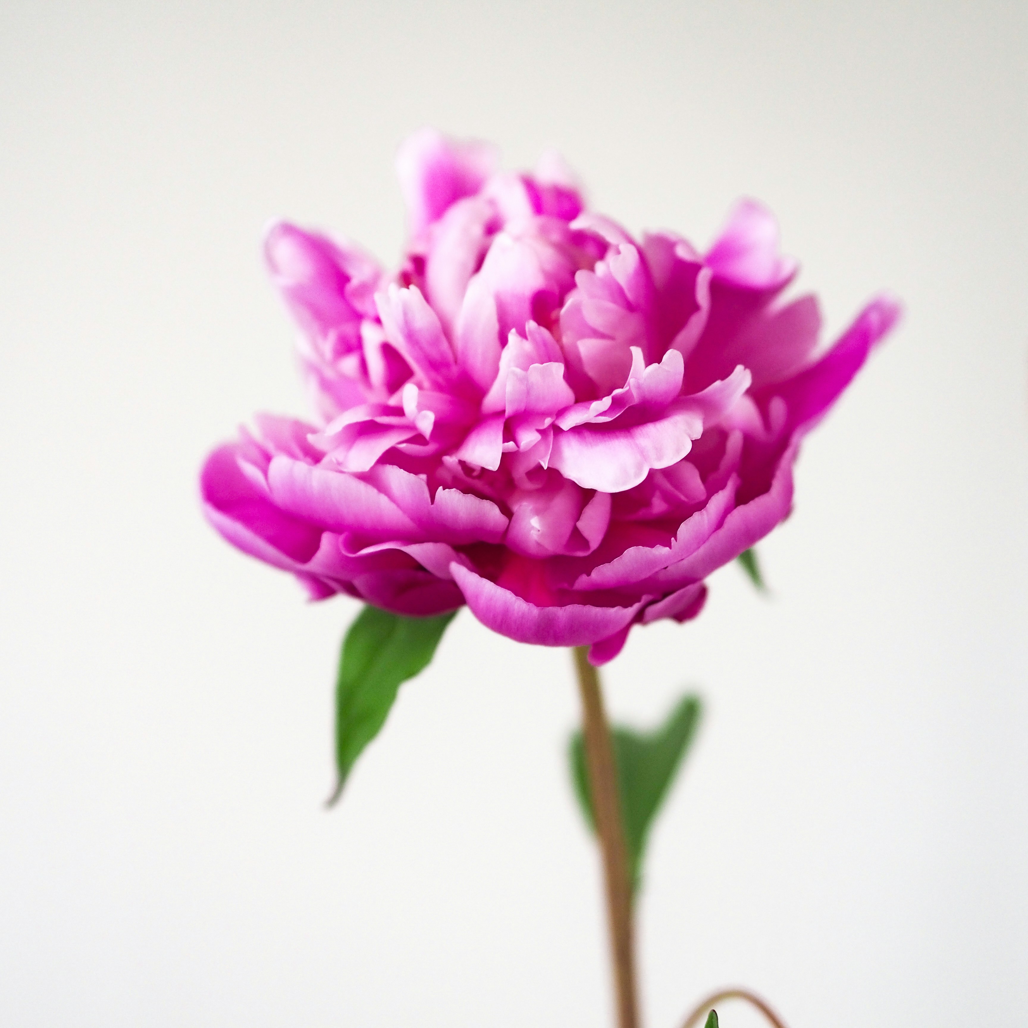 Photo by laurachouette