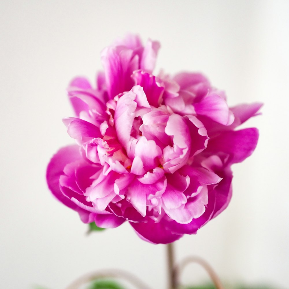 pink flower in tilt shift lens