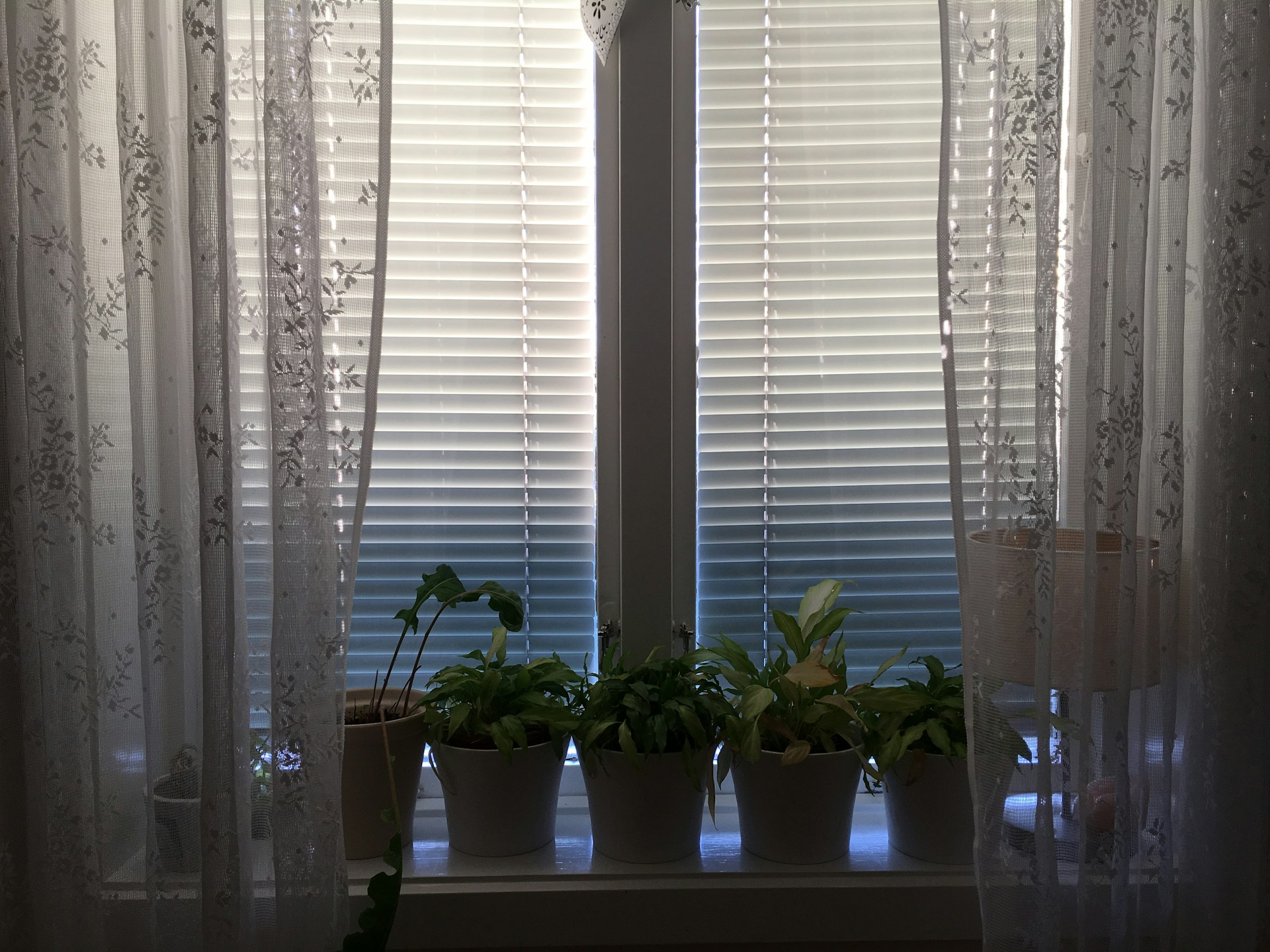 green potted plant on white window blinds
