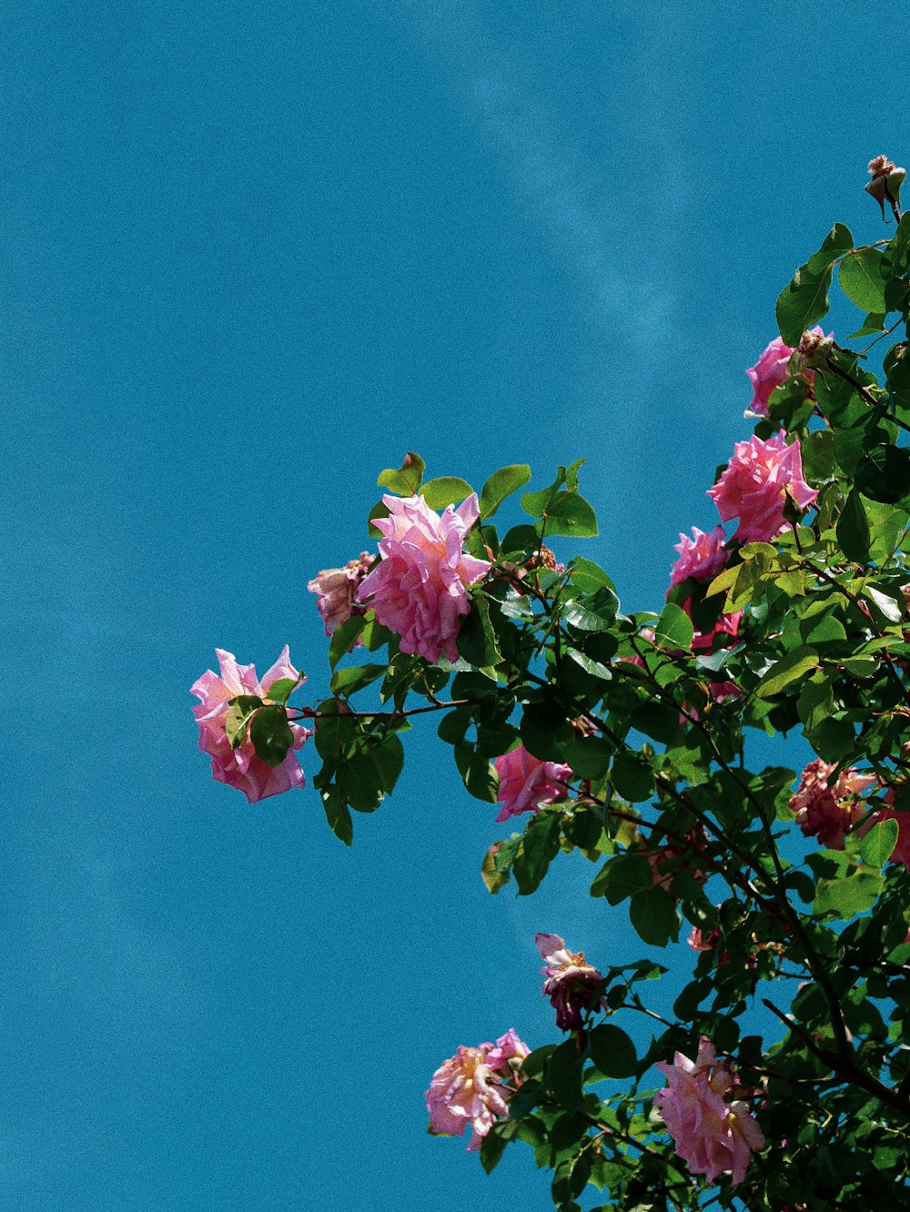 flor rosa sob o céu azul durante o dia