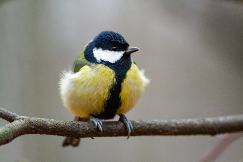 pássaro preto e branco amarelo no galho marrom da árvore