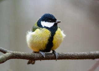 yellow black and white bird on brown tree branch