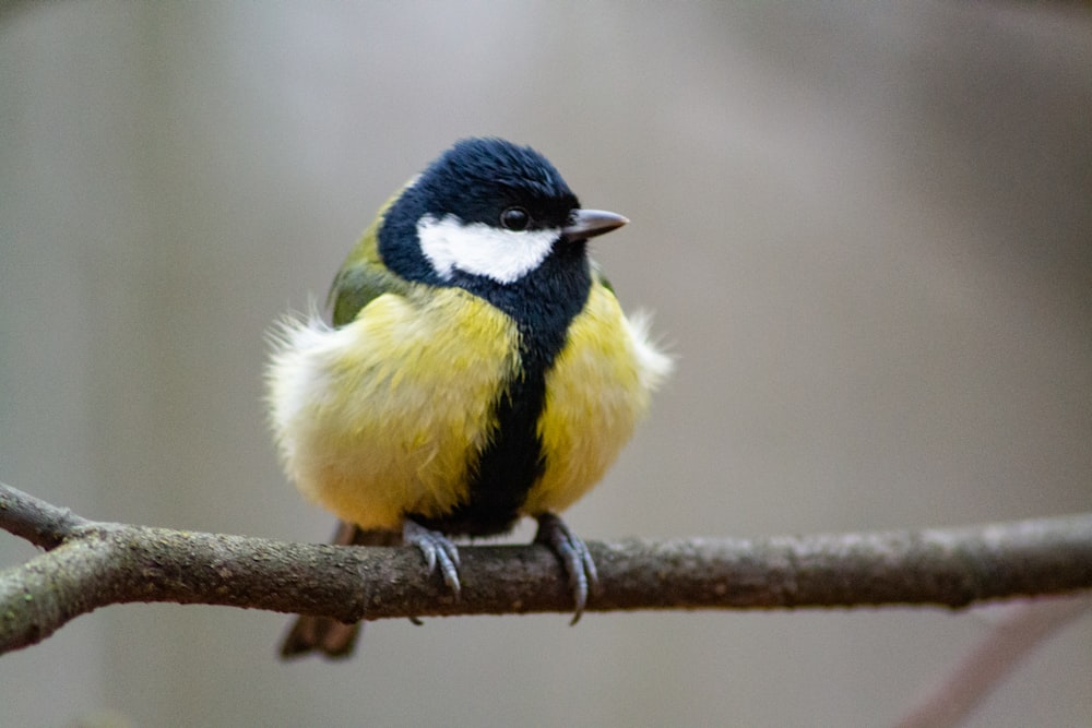 茶色の木の枝に黄色、黒、白の鳥