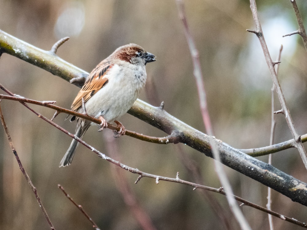 white and brown bird on tree branch