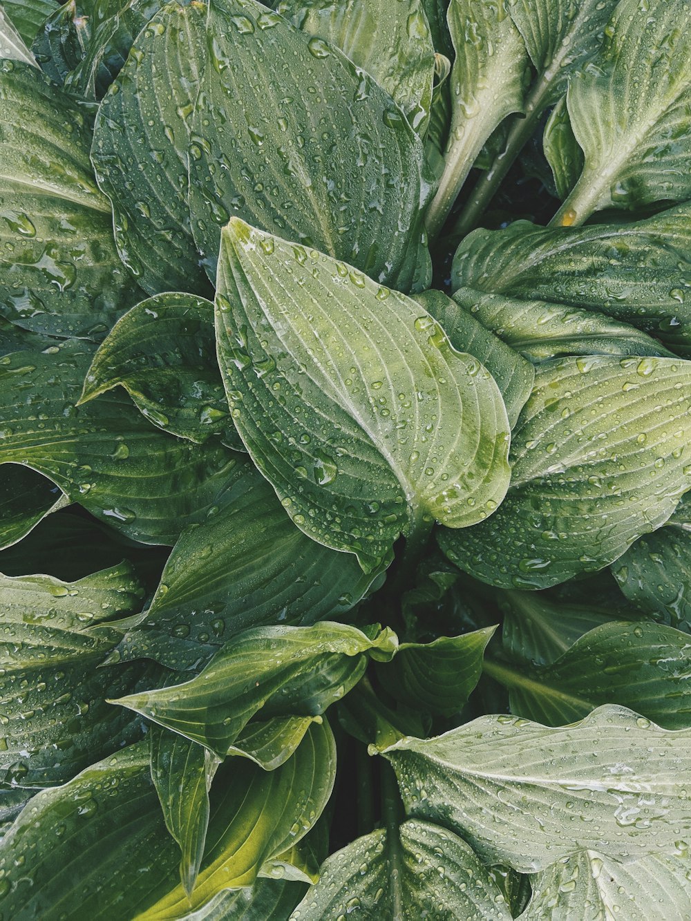 green leaves on white sand during daytime