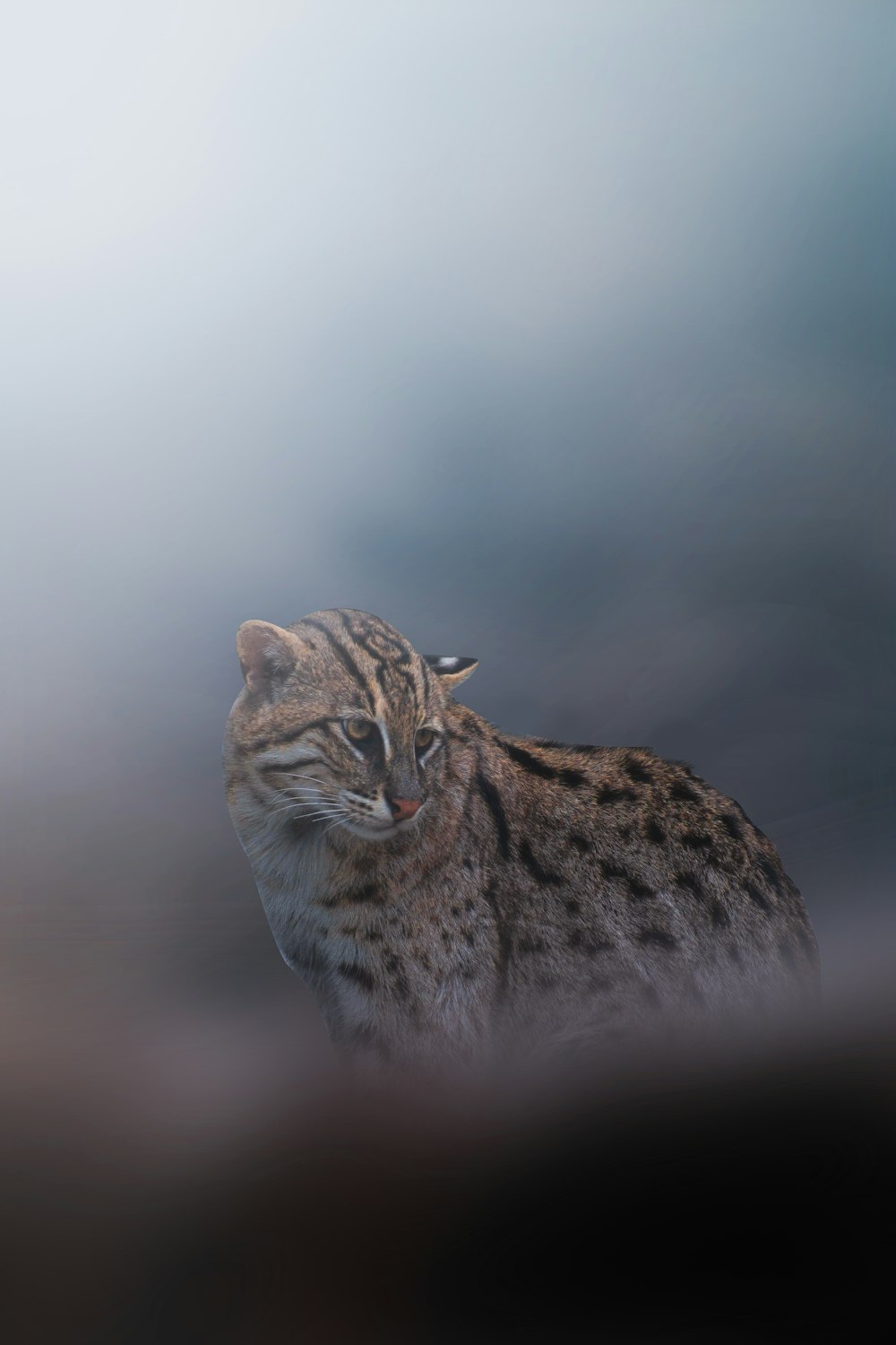 Gato marrón y negro en fotografía de primer plano