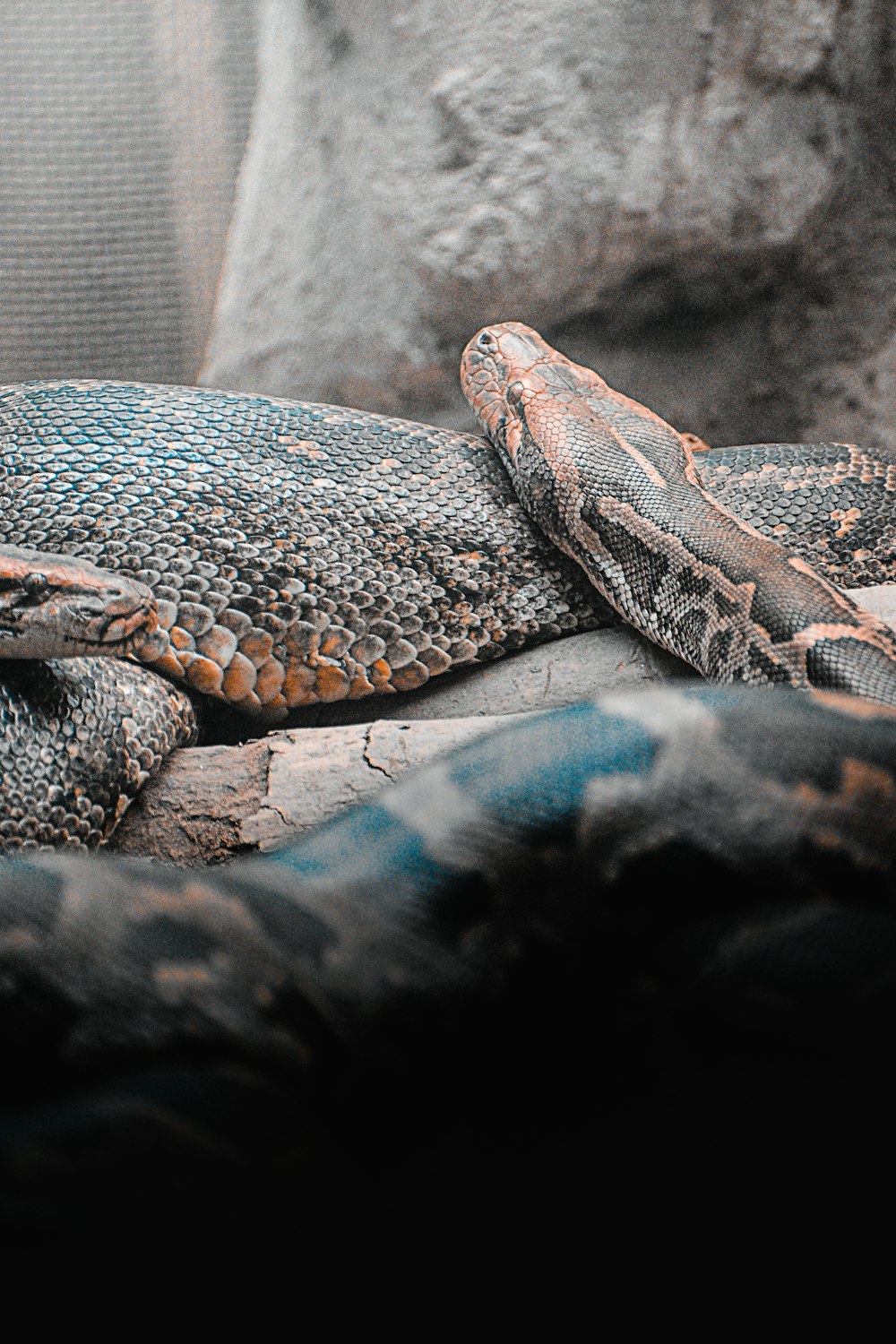 brown and black snake on gray rock