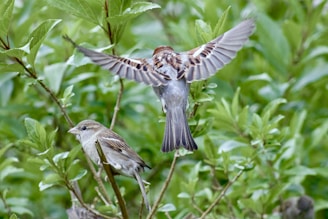 Two birds are observed amidst lush green foliage. One bird is perched on a branch while the other is captured in mid-flight with wings outstretched.