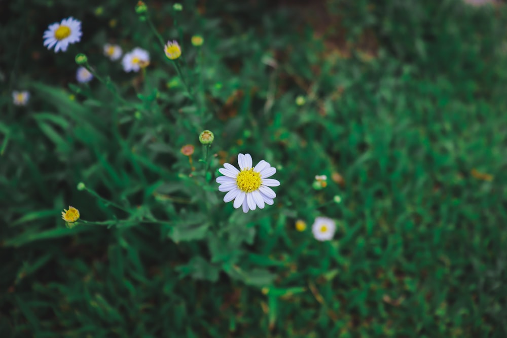 marguerite blanche en fleurs pendant la journée