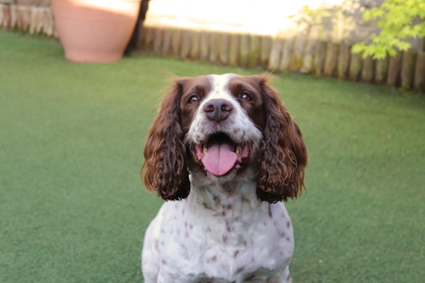 white and brown short coated dog on green grass field during daytime