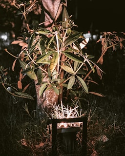 Subtle uplighting highlighting the textured bark of a mature oak tree in a landscaped yard