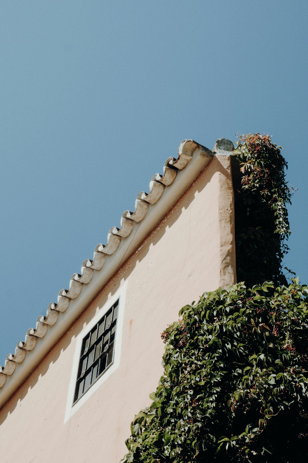 green plant on white concrete wall