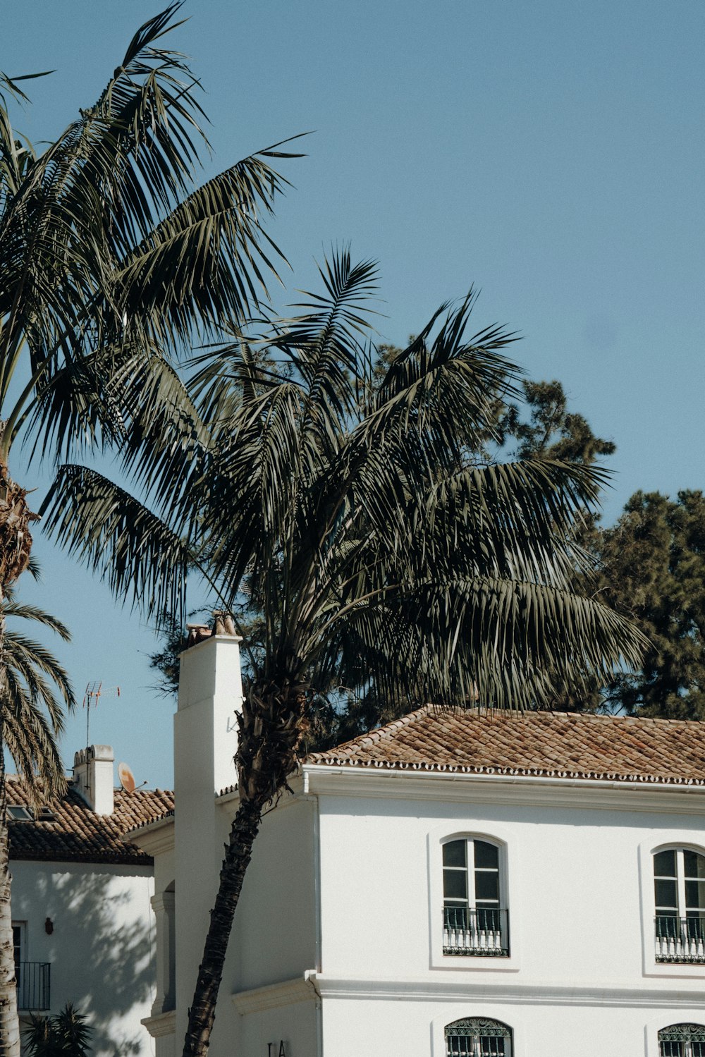 palm tree near white concrete building