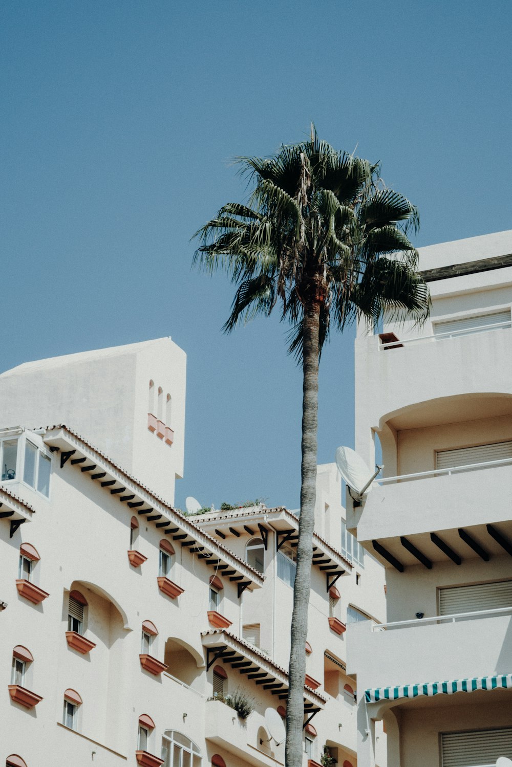 Palmera verde al lado de un edificio de hormigón blanco