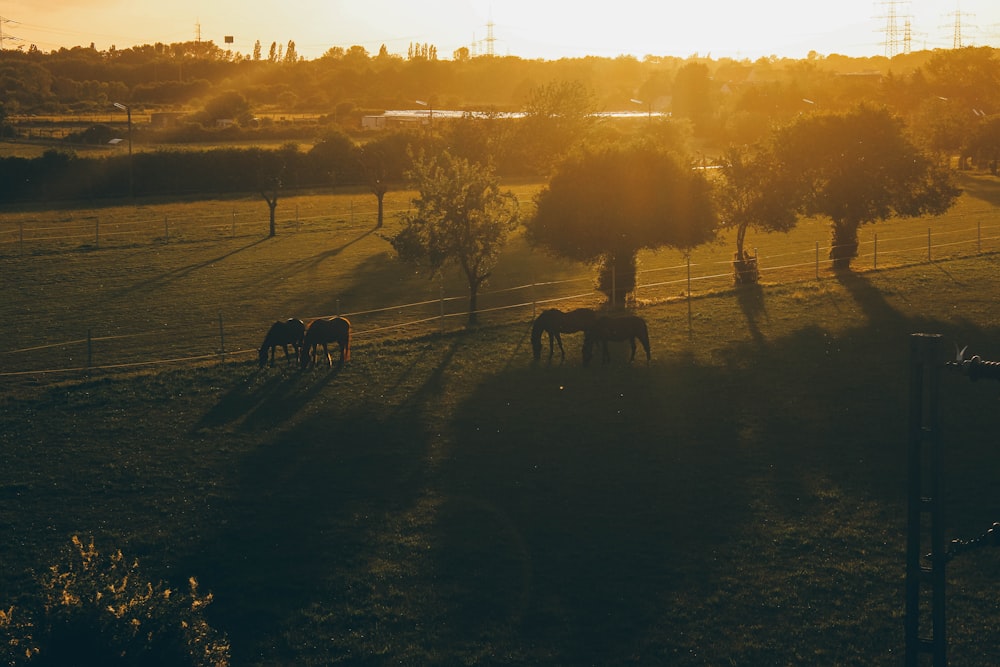 silhouette of people riding horses during sunset