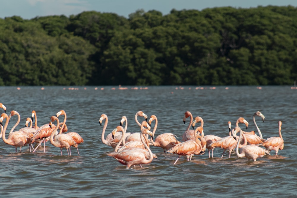 flock of flamingos on water during daytime