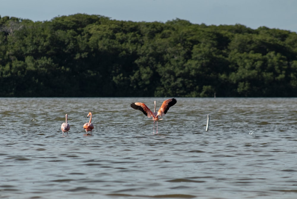 five flamingos on body of water during daytime