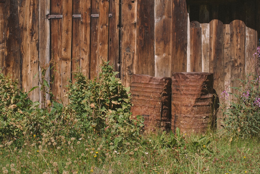 green plant beside brown wooden wall