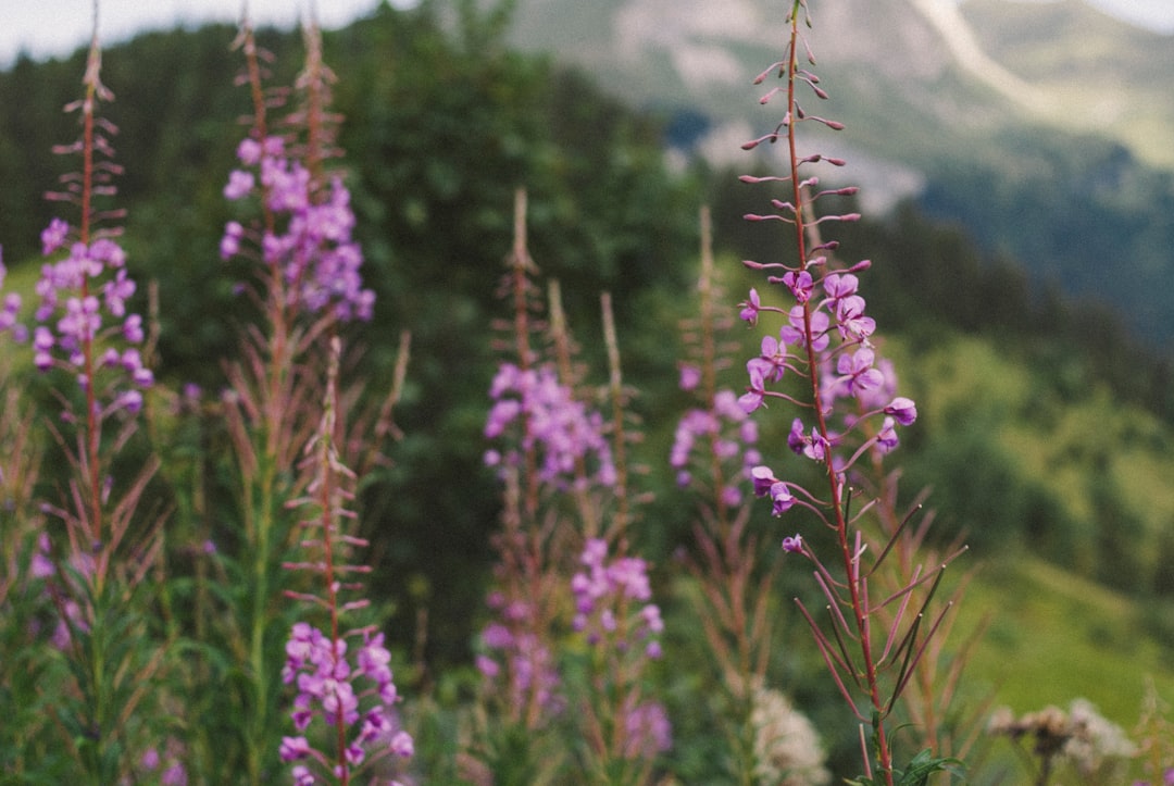Flowering alpine plants.