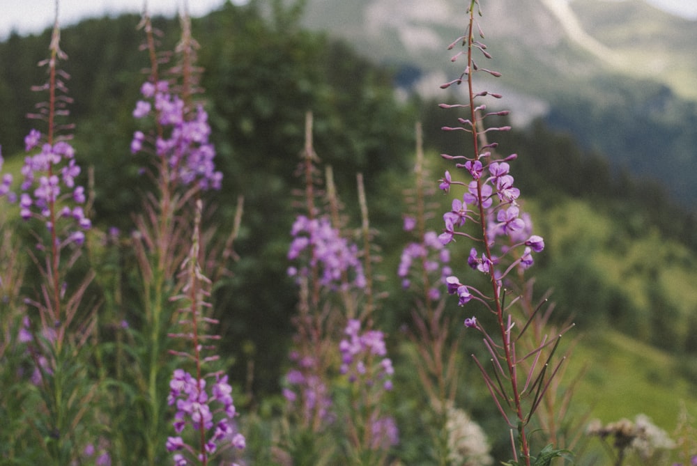 purple flower in tilt shift lens