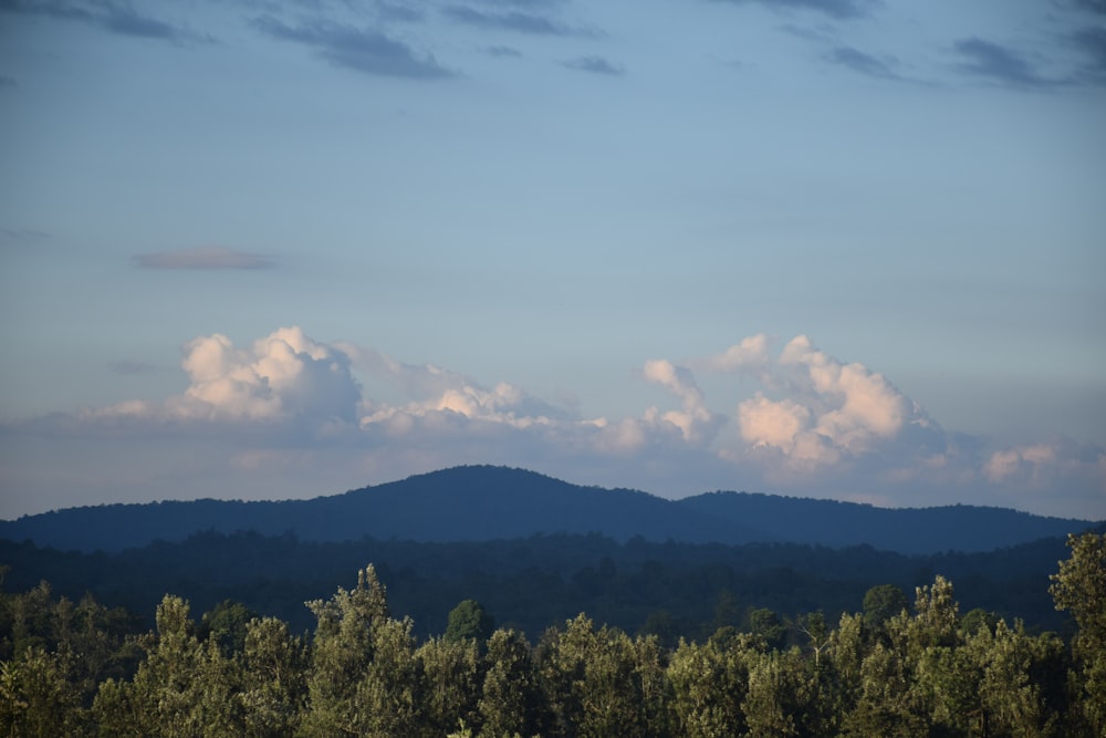 green trees under white clouds and blue sky during daytime