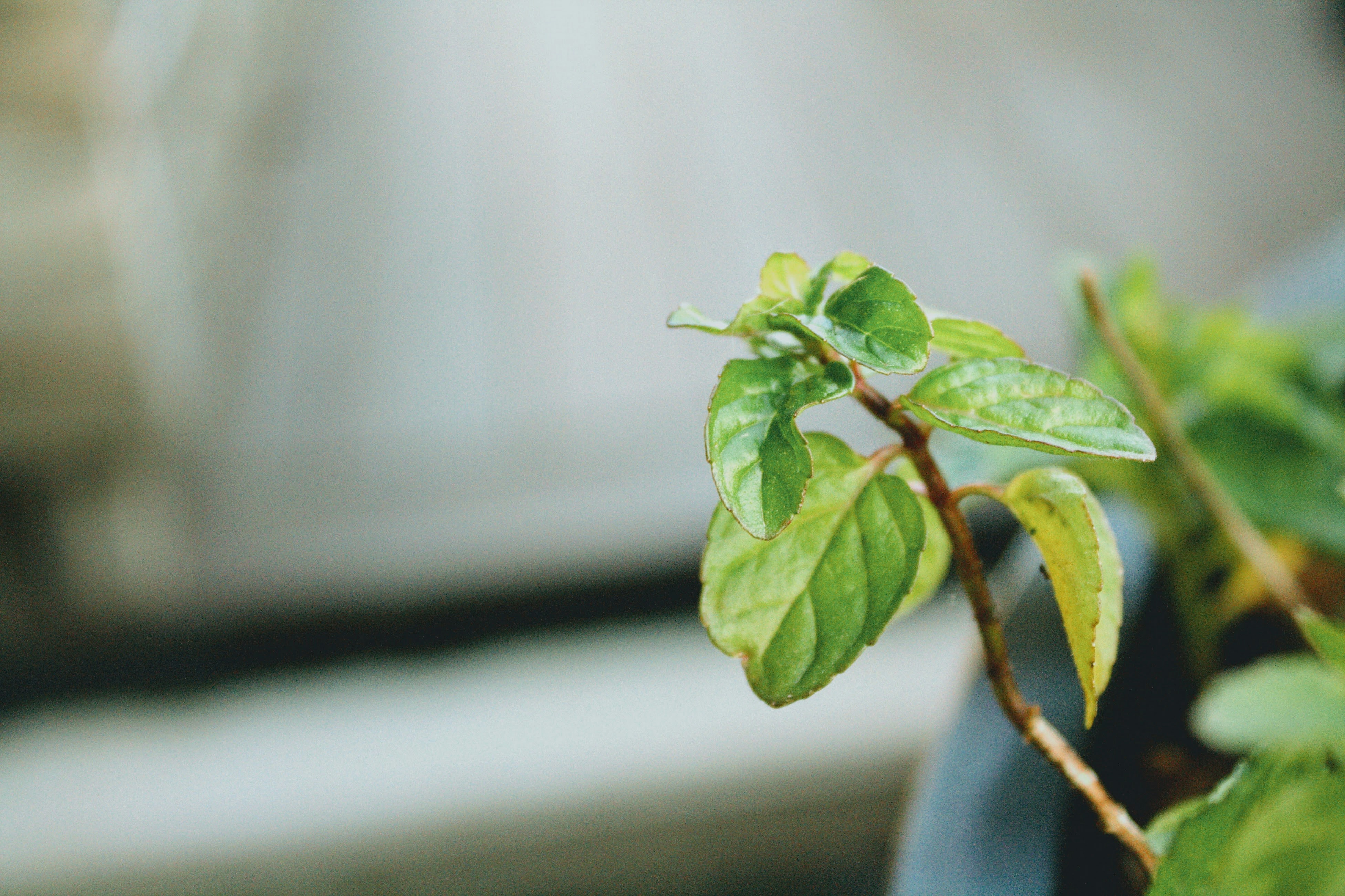 Fresh Moringa Leaves