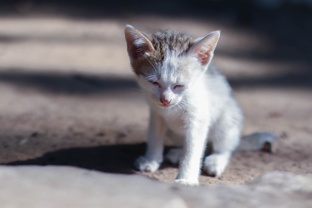 white and brown cat on brown sand during daytime