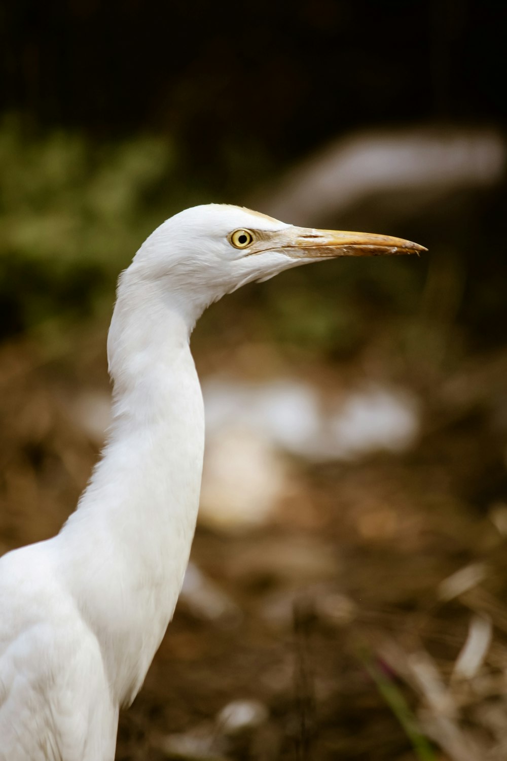 white long beak bird in close up photography