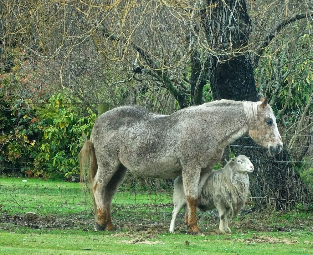 cavalli bianchi e marroni sul campo di erba verde durante il giorno