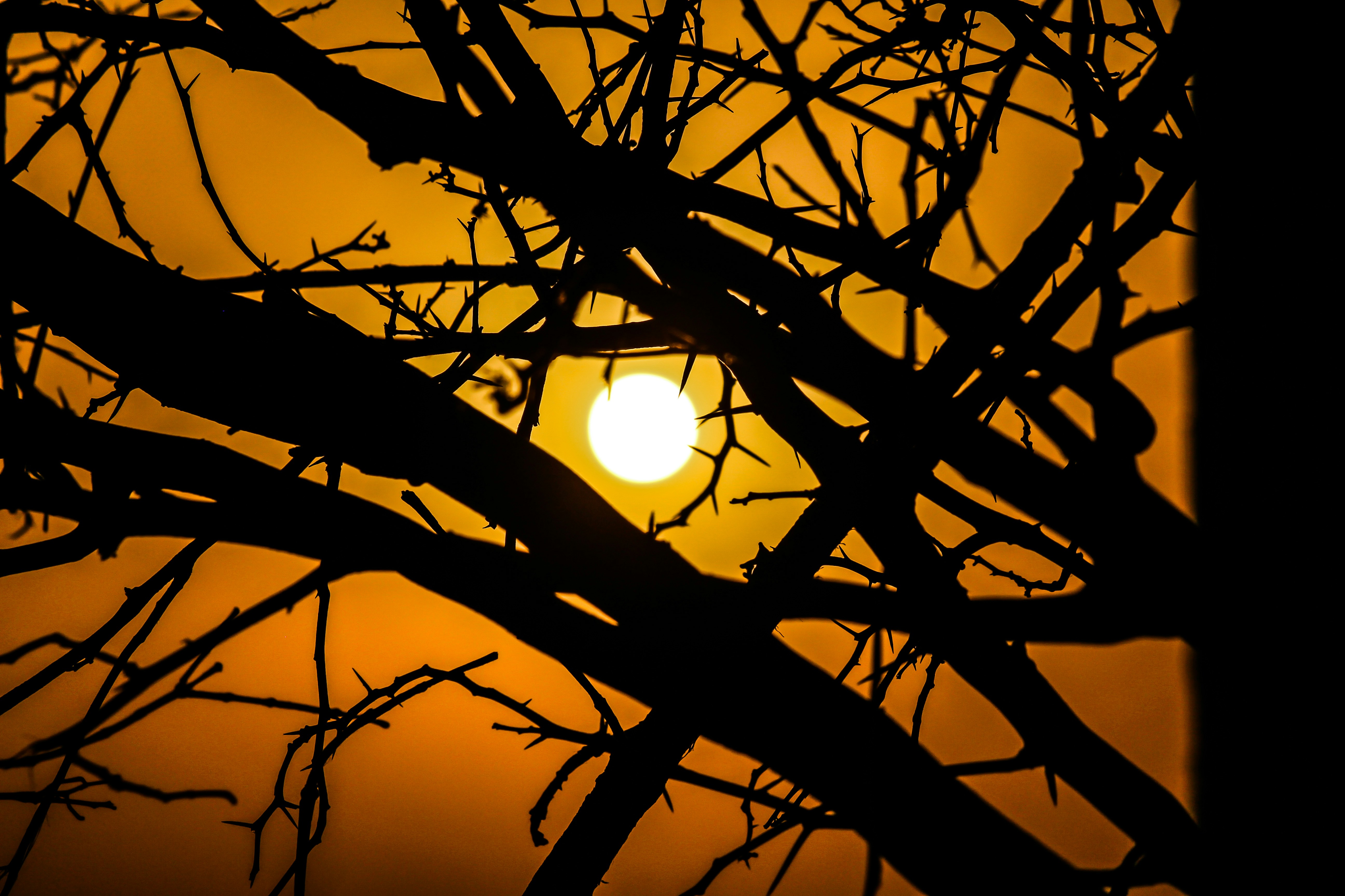 Silhouette Of Tree Branches During Sunset Photo Free Sunlight Image On Unsplash