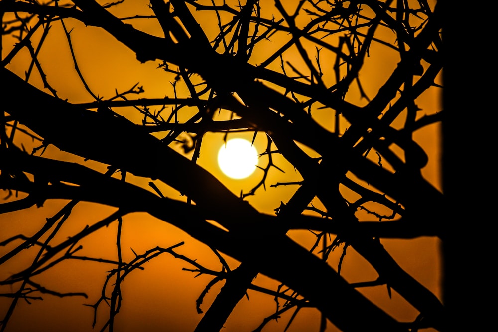 silhouette of tree branches during sunset