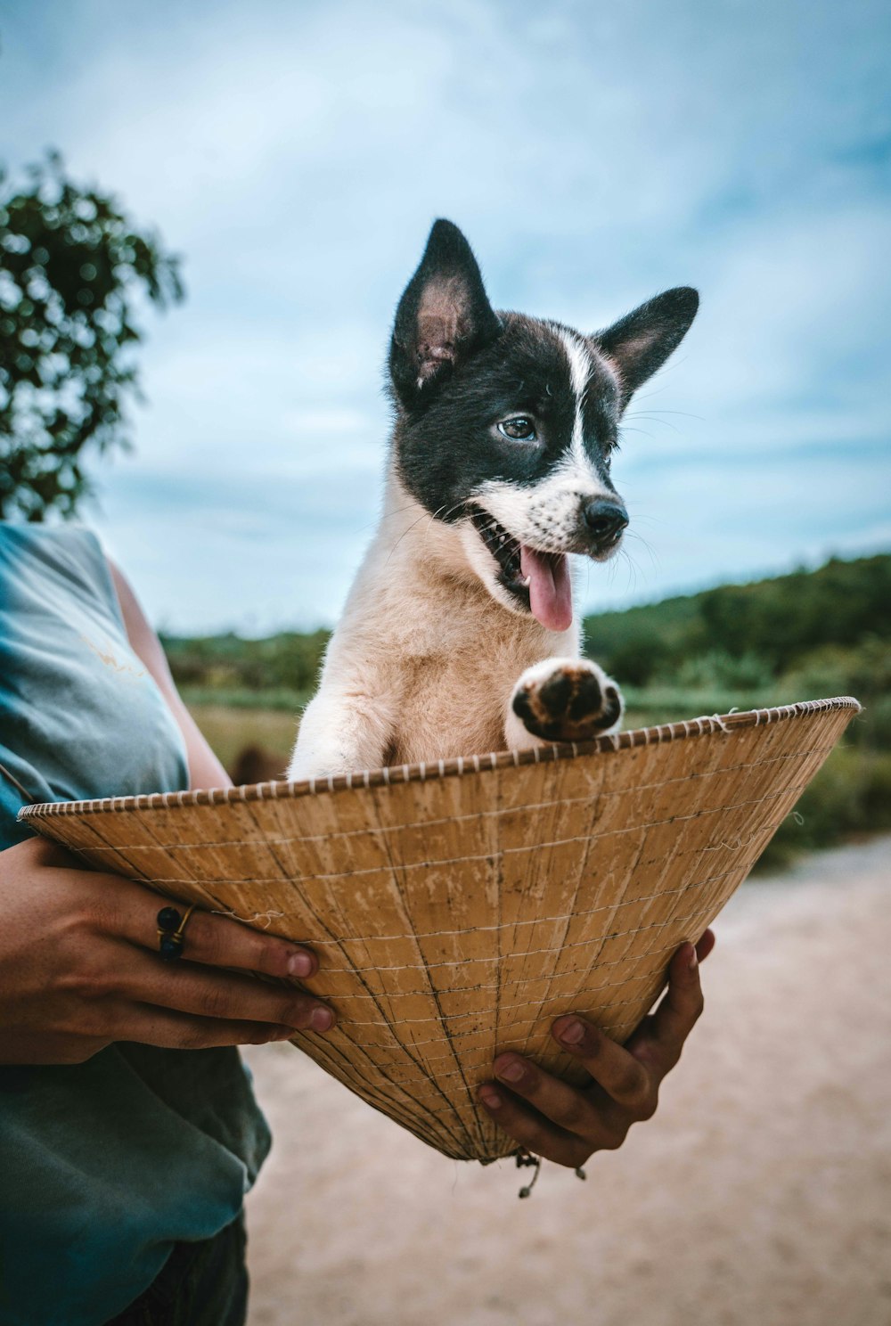 man in blue shirt and brown woven hat carrying black and white short coated dog