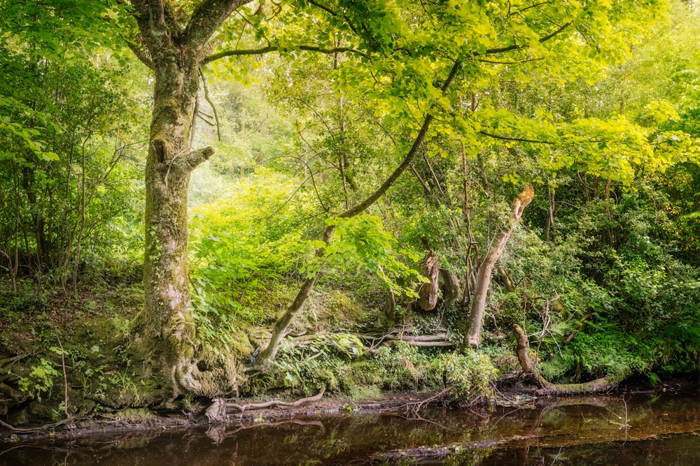 green and brown trees on river bank