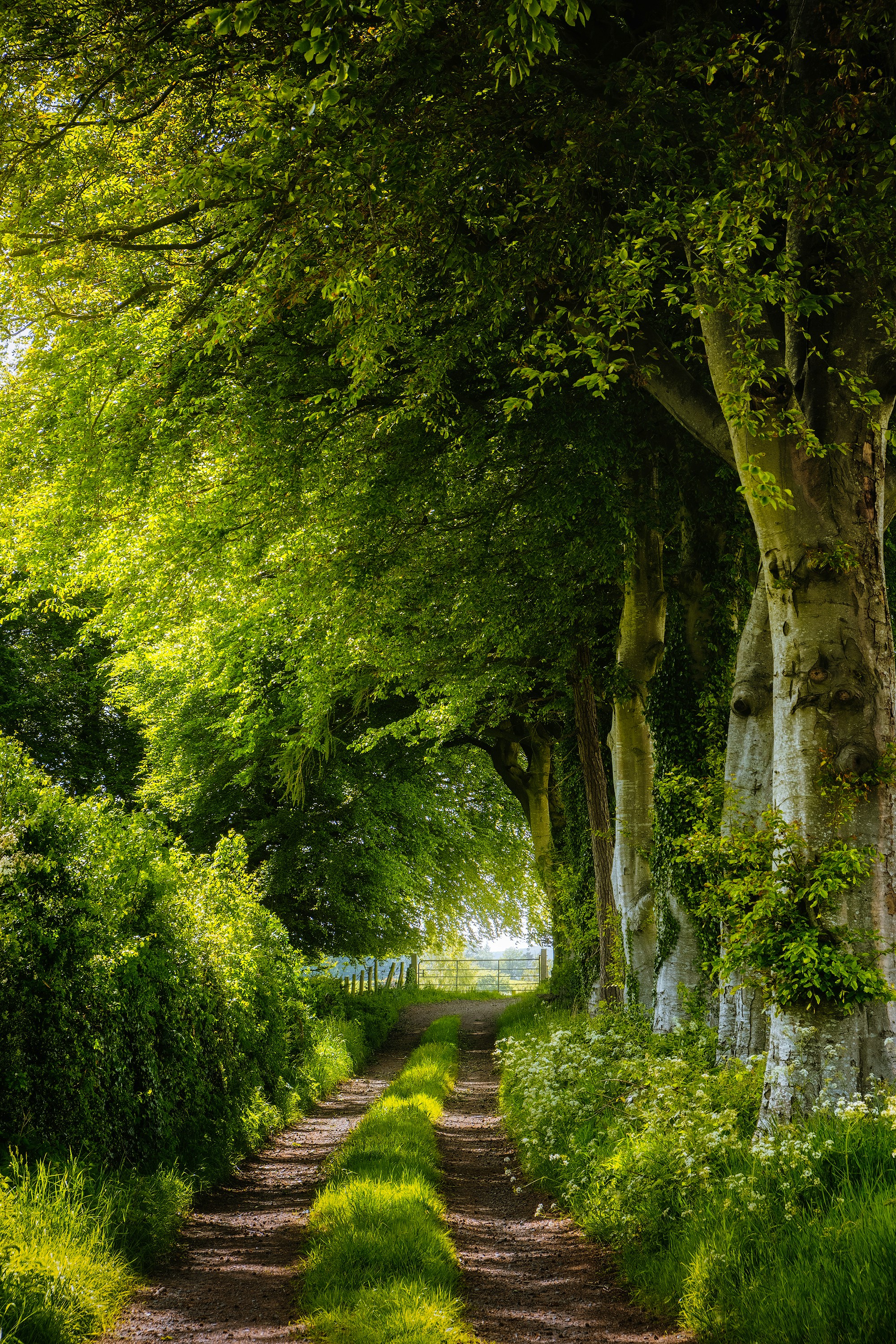 green trees on green grass field during daytime