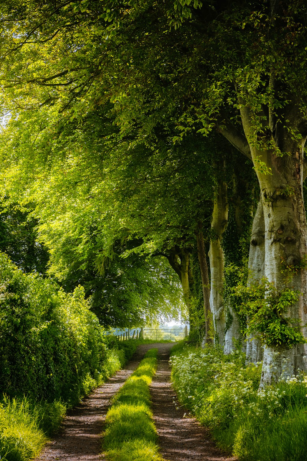 árboles verdes en un campo de hierba verde durante el día