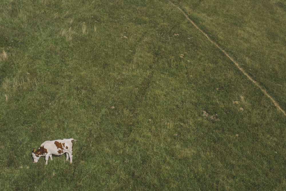 cão branco e marrom de pelagem curta no campo de grama verde durante o dia