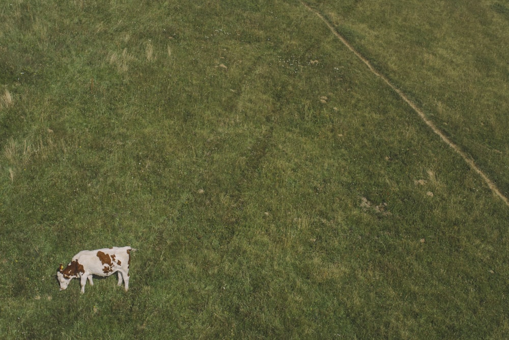 white and brown short coated dog on green grass field during daytime