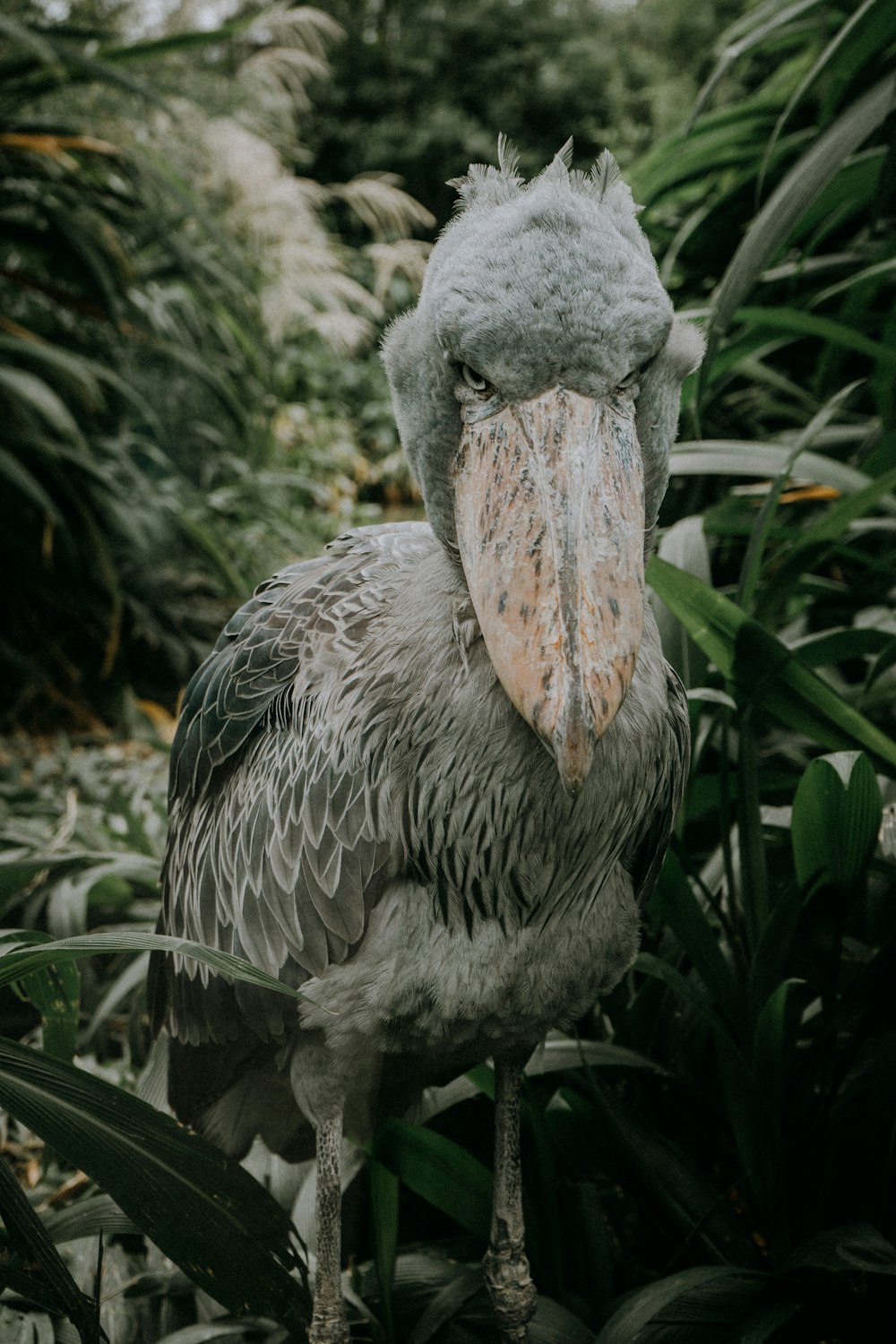 gray pelican on green grass during daytime