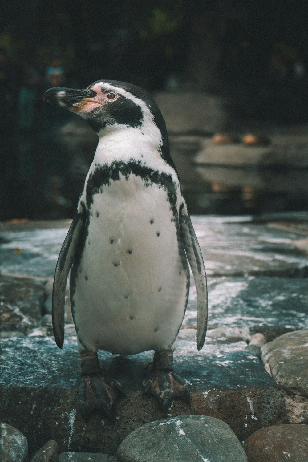 penguin standing on gray rock