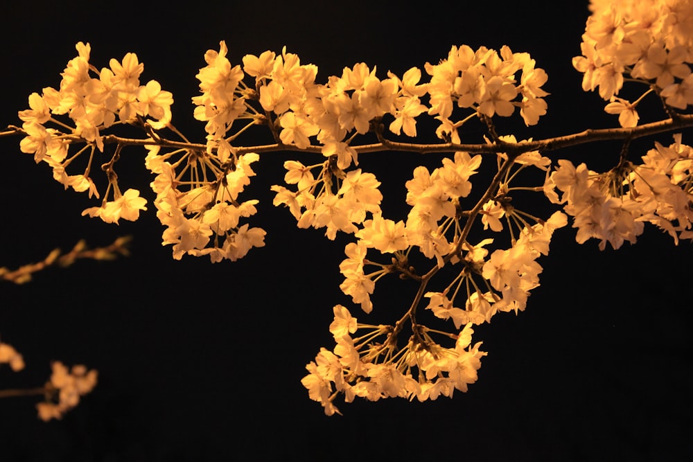 yellow flowers with black background
