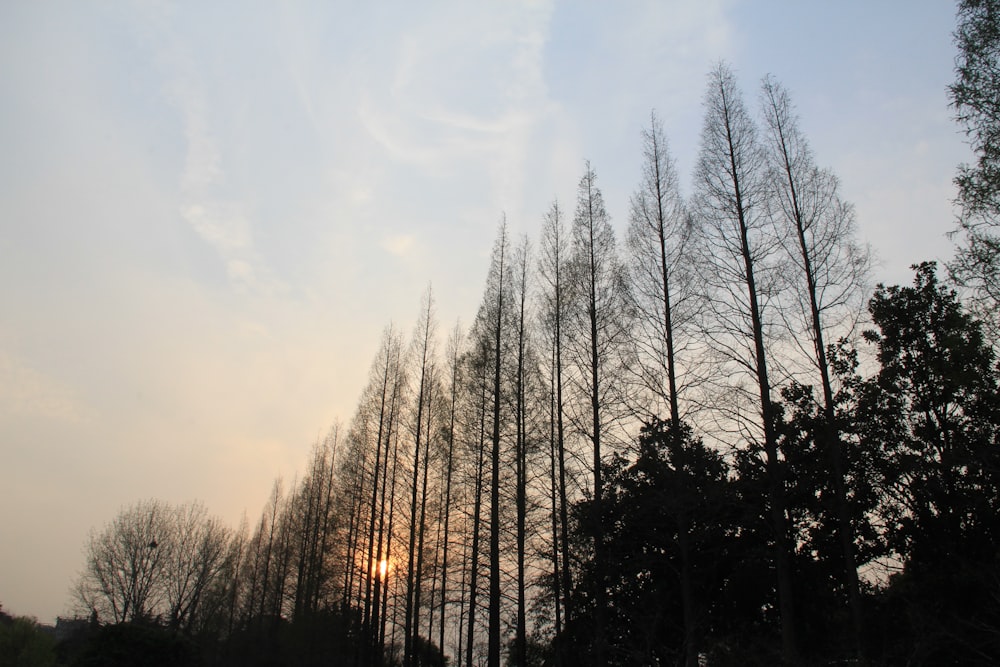 bare trees under white sky during daytime